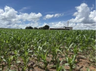 Parte ideal - 25% - Fazenda - 421,40ha - Novo São Joaquim/MT