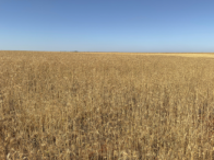 Direitos - Fazenda Tavares c/ 122,50,00ha - Sacramento/MG