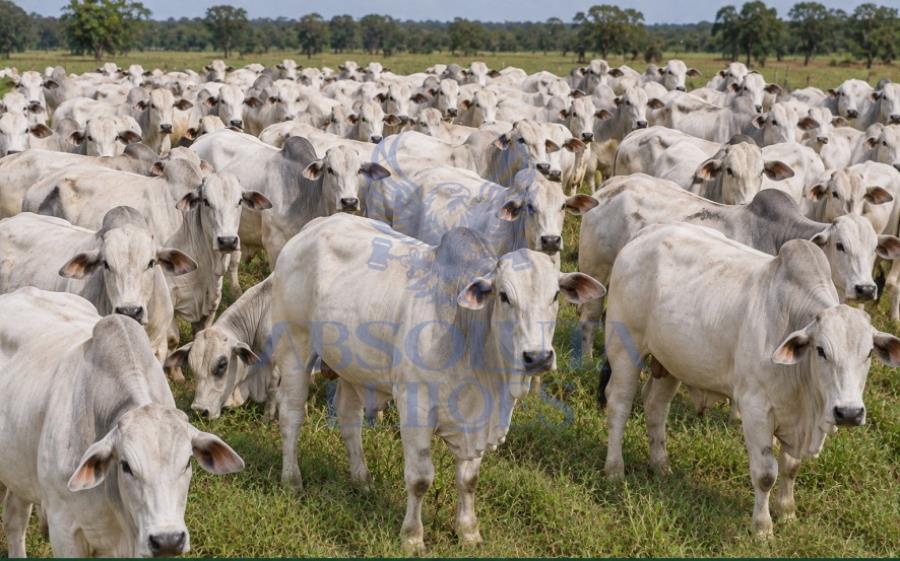110 Cabeças de Gado de Corte – Nelore - Santa Luzia (MA)