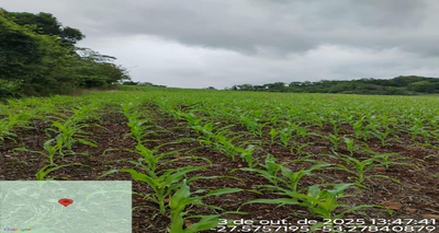 LOTE RURAL DE CULTURA | A.T. 3,125 HA | LINHA ALTO XAXIM | JABOTICABA/RS