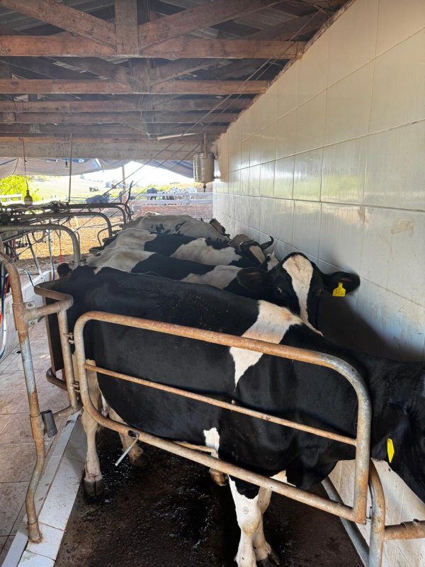 20 VACAS LEITEIRAS - Lottermann Leilões