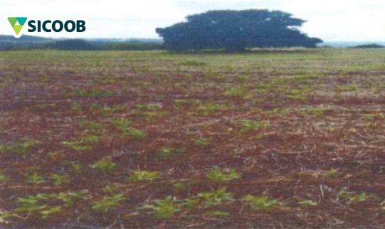 AREA RURAL COM 5,44 HECTARES - ASSAI PR ( LOCALIZAÇÃO SECÇÃO PAU D"ALHO) - JAC Leilões | Site do leiloeiro oficial de Cascavel/PR - Jefferson Adriano Costa