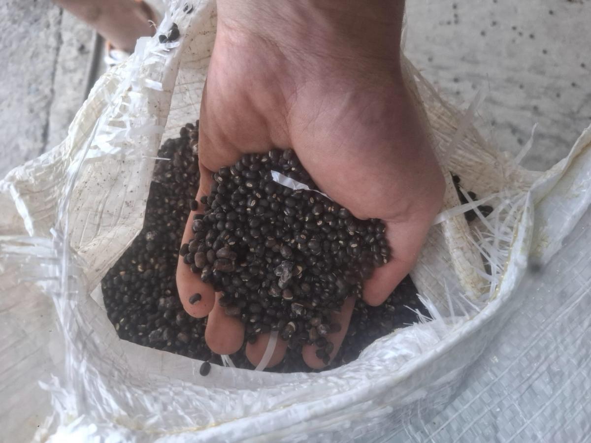 SINISTRO: 545694 – 77 UNIDADES DE SACAS DE FEIJÃO MUNGO COM 30 KG – DANOS PARCIAIS POR MOLHADURA E EMBALAGENS COM DANOS PARCIAIS POR SUJIDADE, MOLHADU