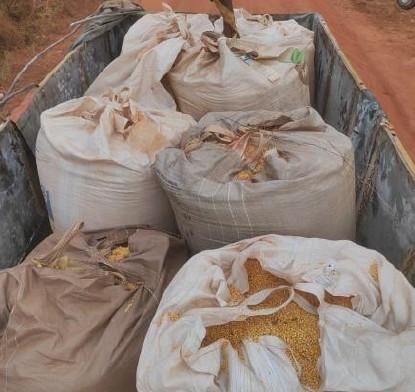 SINISTRO: 212999 – APROXIMADAMENTE 43.000 KG DE MILHO EM GRÃOS – DISPERSÃO E SUJIDADE - OBS: SERÁ FORNECIDO APENAS AUTORIZAÇÃO PARA REMOÇÃO – CONFORME