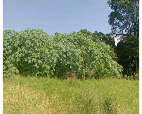 Guimarânia/mg – lote de terreno a área de 281,95m², situado no bairro jardim paraíso apartamentos em leilão | mgl leilões