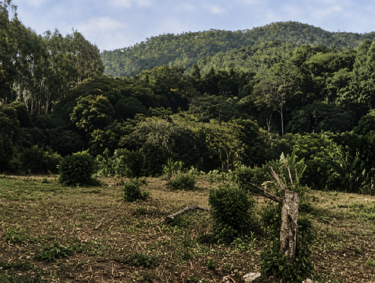 Imóvel Rural, 101ha, Paulo Lopes/SC