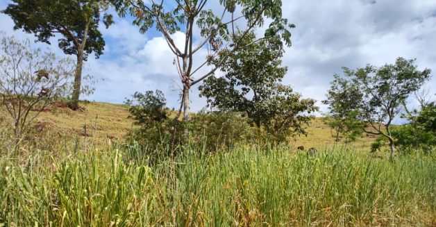 FRAÇÃO IDEAL DE 33,33% de Imóvel rural, 121.000 m², Estrada São Joaquim, São José das Palmeiras/PR