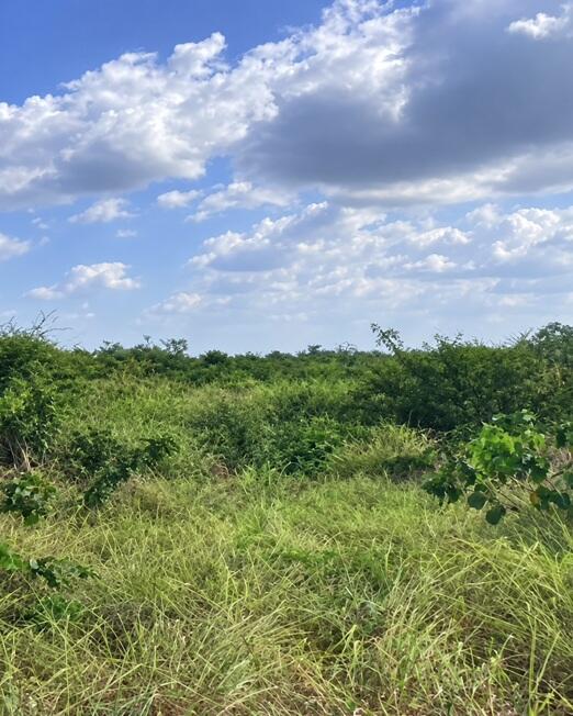 Bela vista do maranhão-ma. área rural c/ 56.4029ha, denominada fazenda rangel,