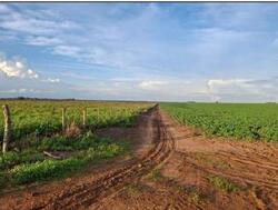Lote 2