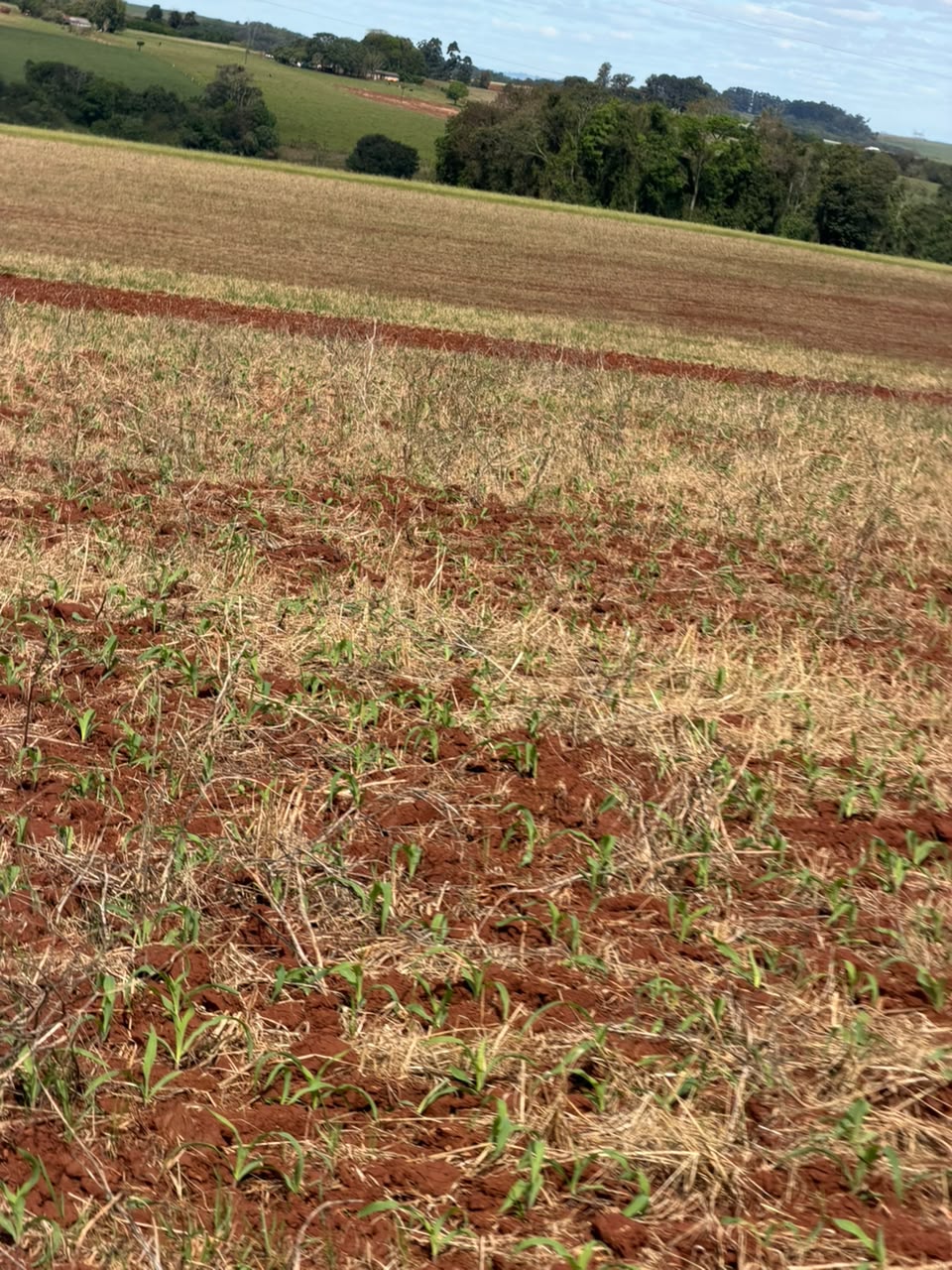 ÁREA RURAL C/ 3 HAC - SANTO ÂNGELO / RS