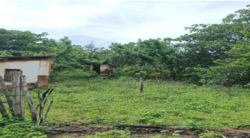 Lote 008