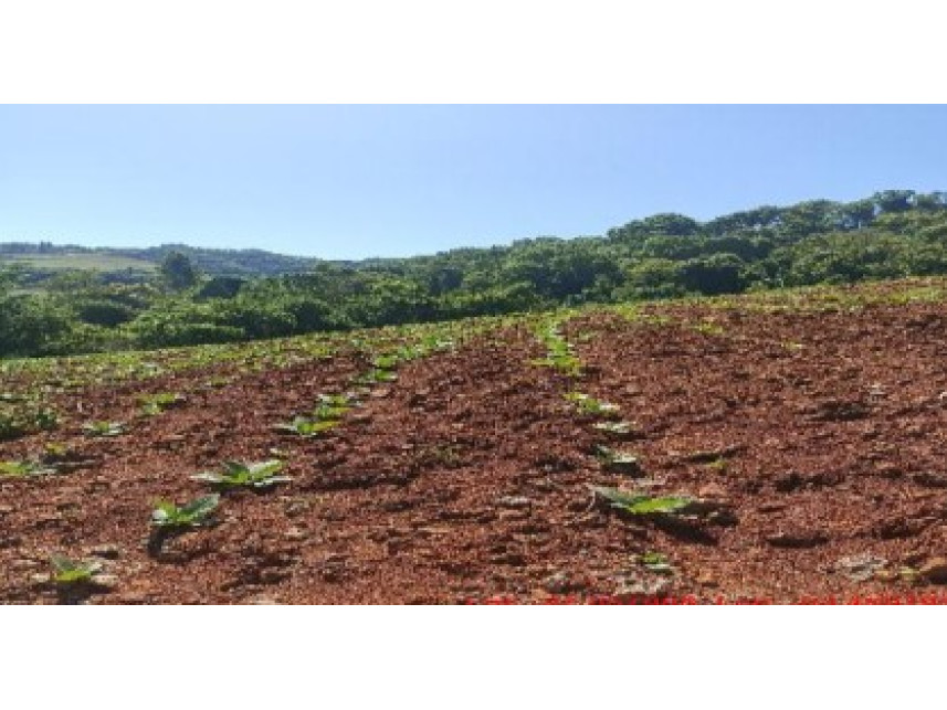 Área rural à venda em leilão