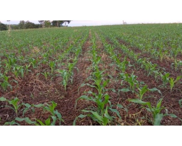 Patos de minas/mg – terreno rural com 02.00.00 hectares na fazenda alagoas fazenda em leilão | mgl leilões