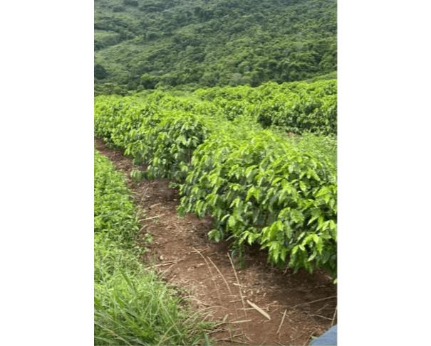 Cambuquira/mg – imóvel rural com 8 hectares, contendo lavoura de café, denominado serra do angatu fazenda em leilão | mgl leilões