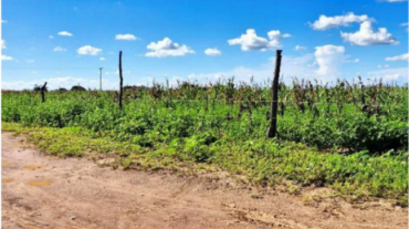 Lote 002