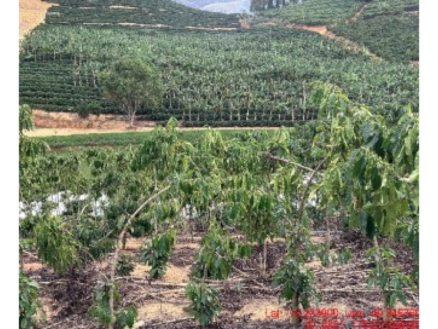 Área rural à venda em leilão